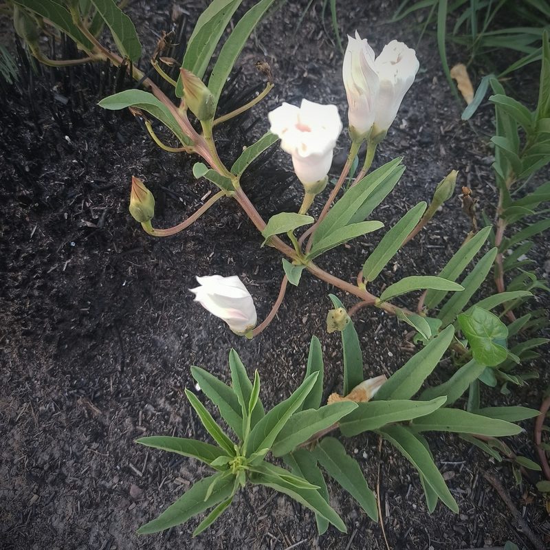 Ipomoea longifolia, photographed by Juan Carlos Fonseca Mata