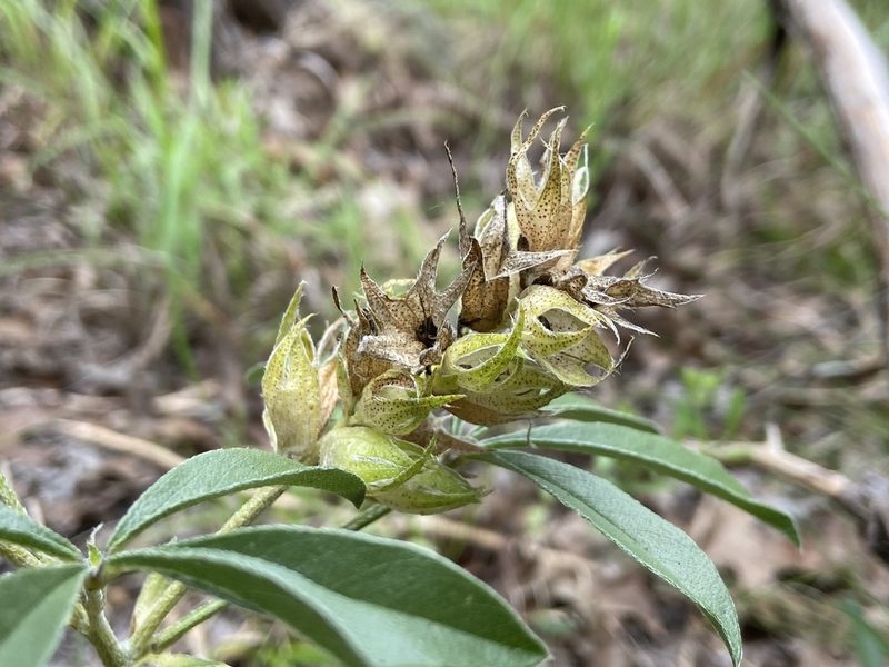 Pediomelum latestipulatum, photographed by Reid Hardin