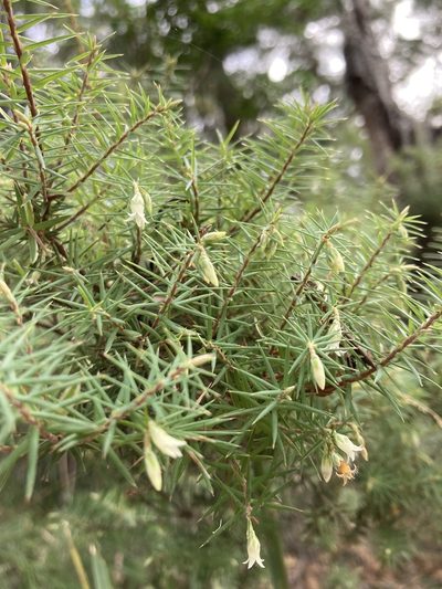 Leptecophylla divaricata, photographed by krumpianking