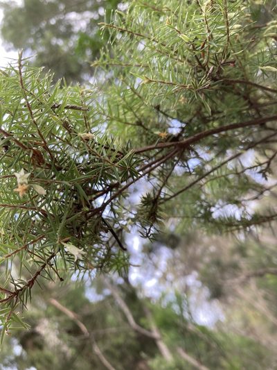Leptecophylla divaricata, photographed by krumpianking