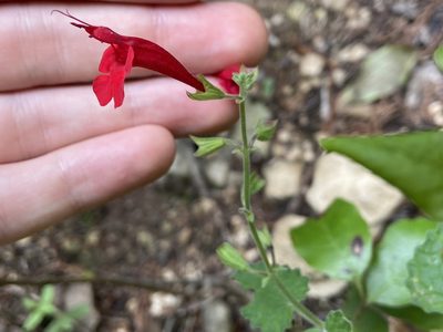 Salvia roemeriana, photographed by Reid Hardin