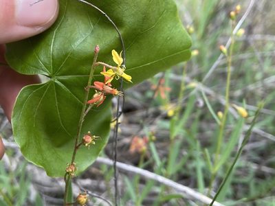 Galphimia angustifolia, photographed by Reid Hardin