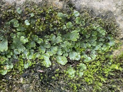Marchantia inflexa, photographed by Reid Hardin