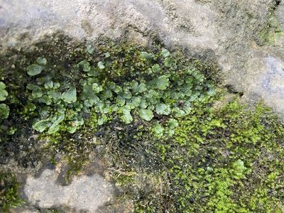 Marchantia inflexa, photographed by Reid Hardin