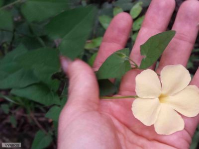 Thunbergia dregeana, photographed by Chris Vynbos