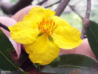 Ochna arborea, photographed by Chris Vynbos