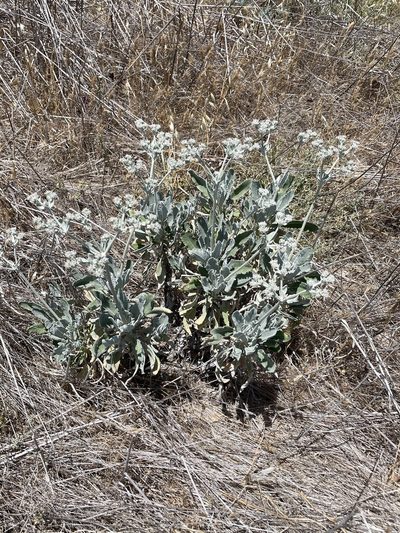 Eriogonum giganteum, photographed by Sula Vanderplank