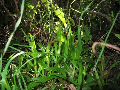 Pterostylis cardiostigma, photographed by Sunita Singh