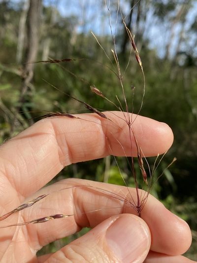 Chrysopogon sylvaticus, photographed by Greg Tasney