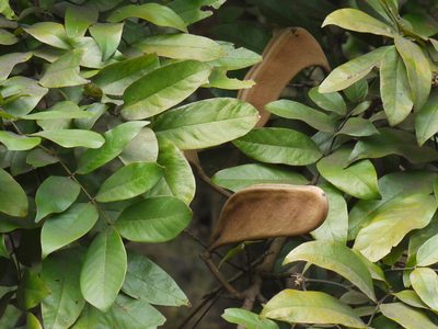 Xylia xylocarpa, photographed by Dinesh Valke