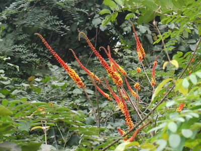 Moullava spicata, photographed by Dinesh Valke