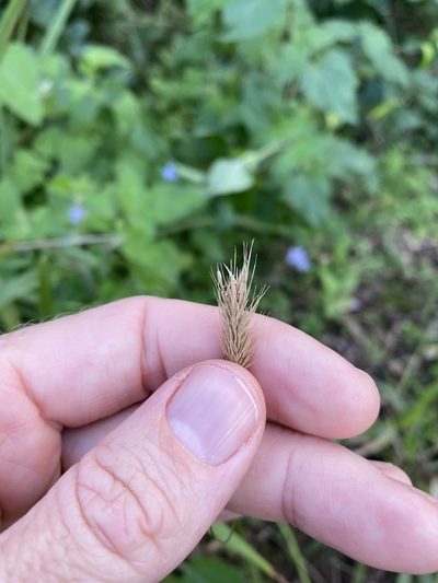 Echinopogon nutans, photographed by Greg Tasney