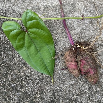 Dioscorea alata, photographed by Takaaki Hattori