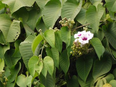 Ipomoea campanulata, photographed by Dinesh Valke