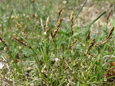 Carex supina, photographed by Grzegorz Grzejszczak
