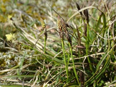 Carex ericetorum, photographed by Grzegorz Grzejszczak