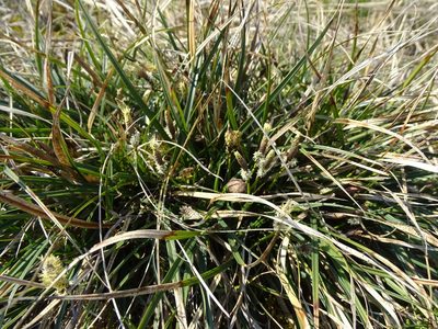 Carex ericetorum, photographed by Grzegorz Grzejszczak