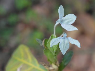 Ecbolium ligustrinum, photographed by Dinesh Valke