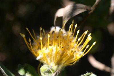 Leucospermum conocarpodendron, photographed by Paul Hoekman