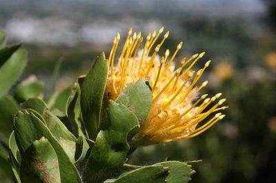 Leucospermum conocarpodendron, photographed by Paul Hoekman