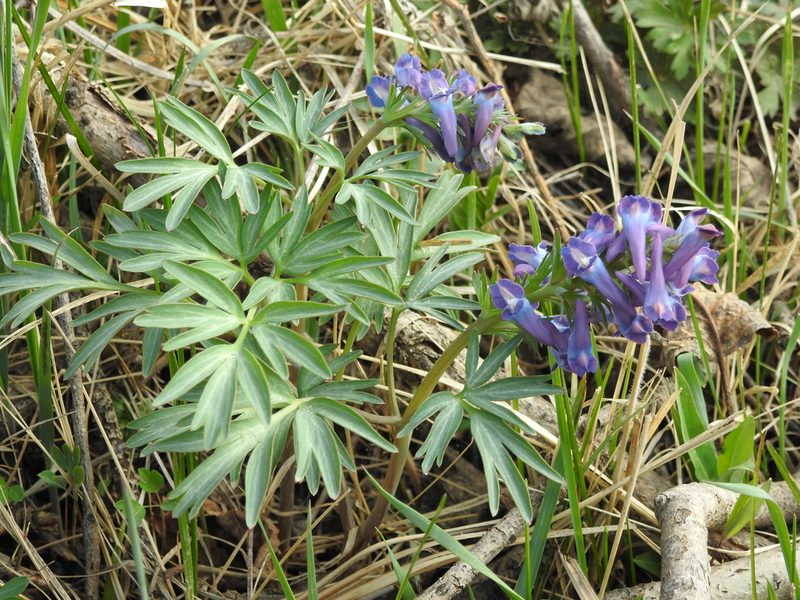 Corydalis turtschaninovii, photographed by Анна Васильченко