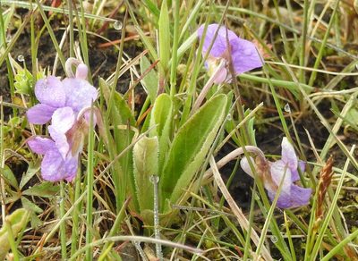 Viola gmeliniana, photographed by Анна Васильченко