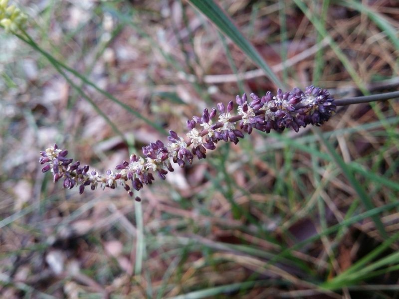 Lomandra preissii, photographed by Helium Luo