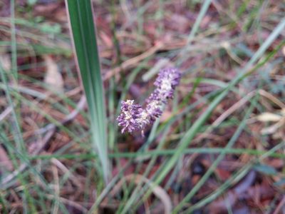 Lomandra preissii, photographed by Helium Luo