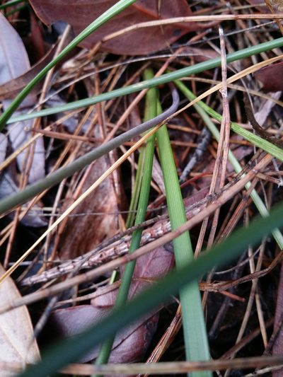 Lomandra preissii, photographed by Helium Luo