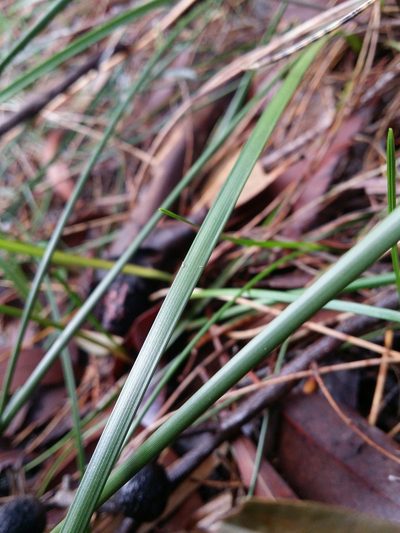 Lomandra preissii, photographed by Helium Luo