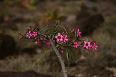 Adenium obesum, photographed by premchand