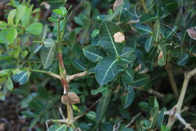 Garcinia livingstonei, photographed by Wynand Uys