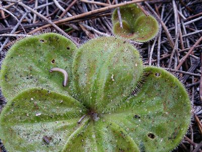 Drosera erythrorhiza, photographed by Helium Luo