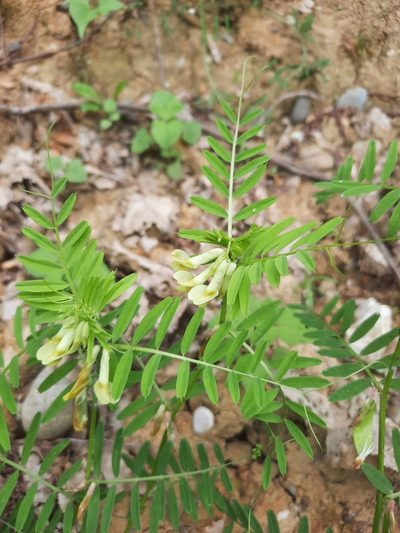 Vicia ciliatula, photographed by Дмитрий Дунин