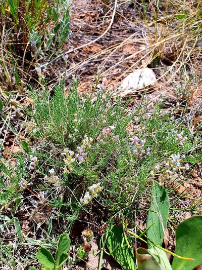 Astragalus austriacus, photographed by Анна Митрошенкова