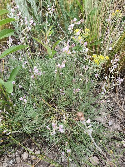 Astragalus austriacus, photographed by Анна Митрошенкова