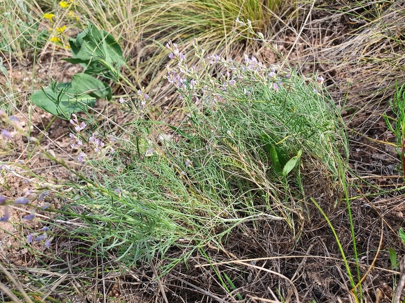 Astragalus austriacus, photographed by Анна Митрошенкова