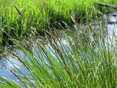 Carex paniculata, photographed by Wolfgang Jauch