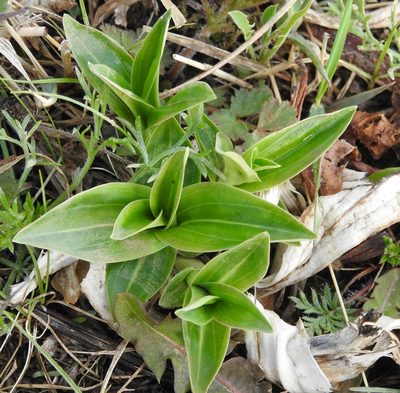 Gentiana macrophylla, photographed by Анна Васильченко