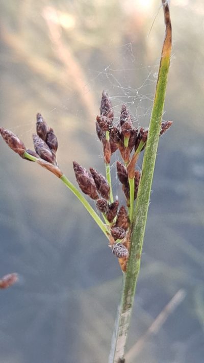 Schoenoplectus litoralis, photographed by Nico Hernandez