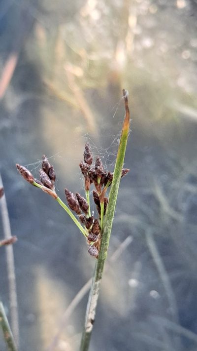 Schoenoplectus litoralis, photographed by Nico Hernandez
