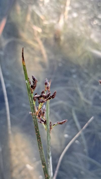 Schoenoplectus litoralis, photographed by Nico Hernandez