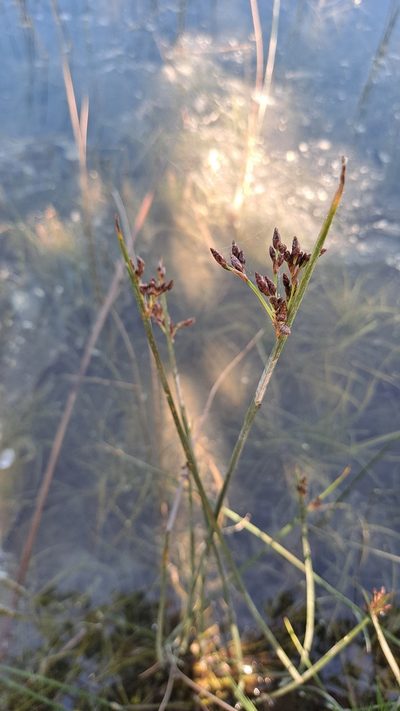 Schoenoplectus litoralis, photographed by Nico Hernandez