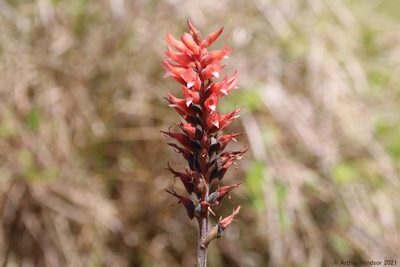 Sacoila lanceolata, photographed by Arthur Windsor