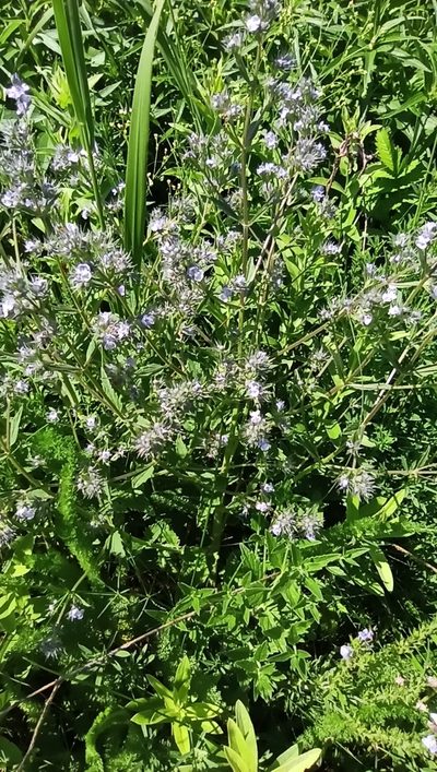 Nepeta heliotropifolia, photographed by Иван Ковтун Ivan Kovtun