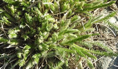 Oxytropis myriophylla, photographed by Анна Васильченко