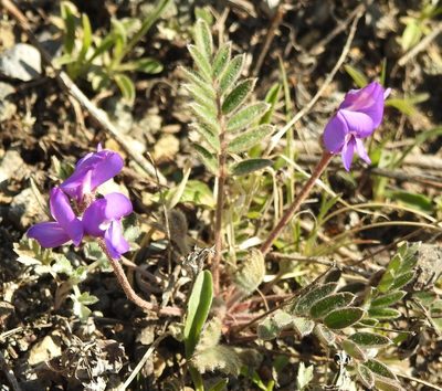 Gueldenstaedtia verna, photographed by Анна Васильченко