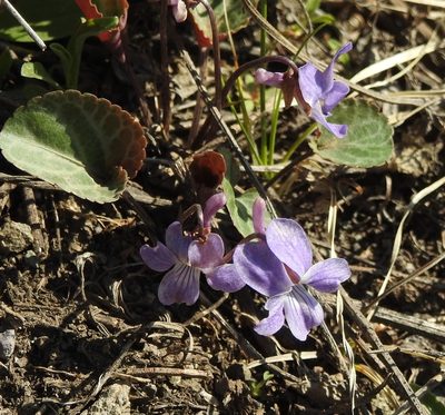 Viola variegata, photographed by Анна Васильченко