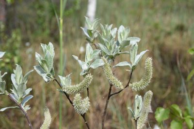 Salix lapponum, photographed by Игорь Васильев