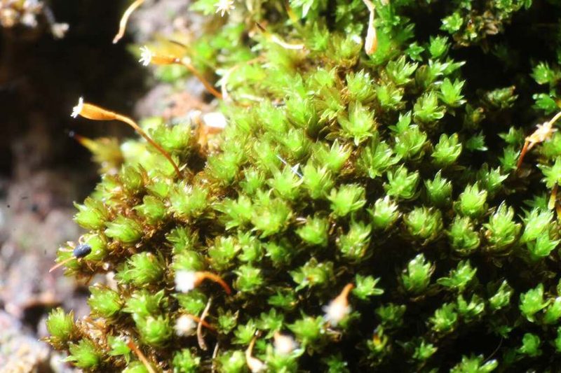 Codonoblepharon menziesii, photographed by Em Lamond